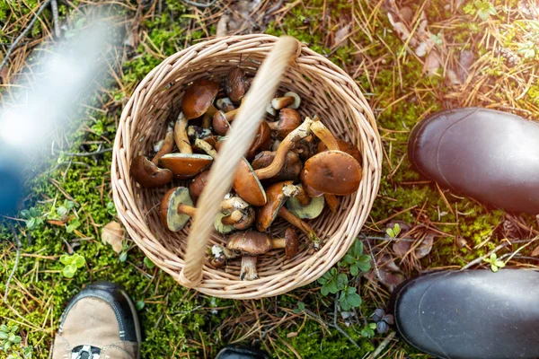 Cueillette Champignons Dans Les Bois — Photo