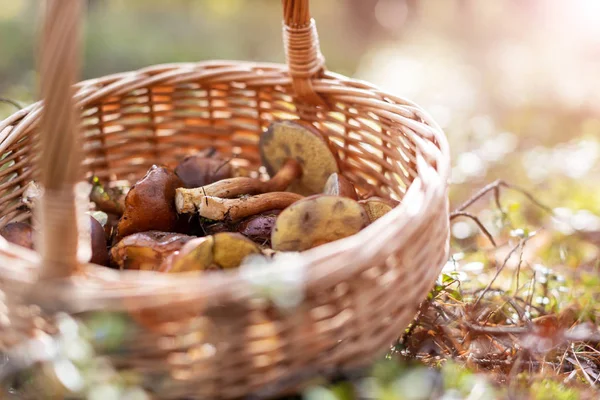 Ormanda mantar toplama