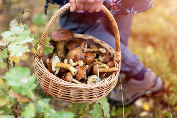 Cueillette Champignons Dans Les Bois — Photo