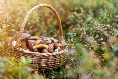 Ormanda mantar toplama