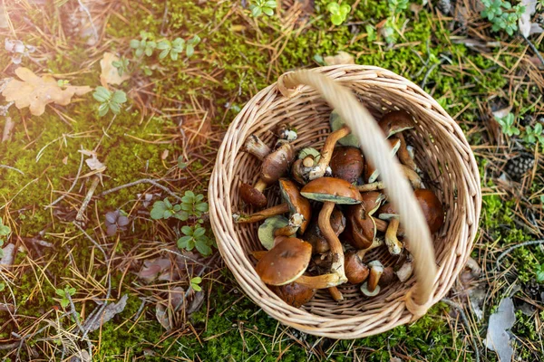 Cueillette Champignons Dans Les Bois — Photo