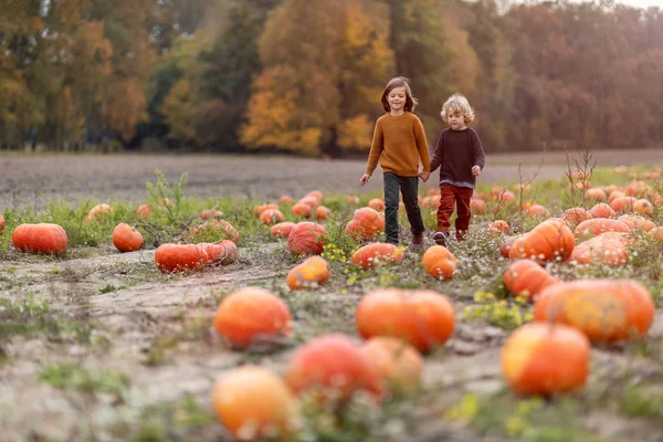 Två Små Pojkar Har Kul Pumpa Patch — Stockfoto