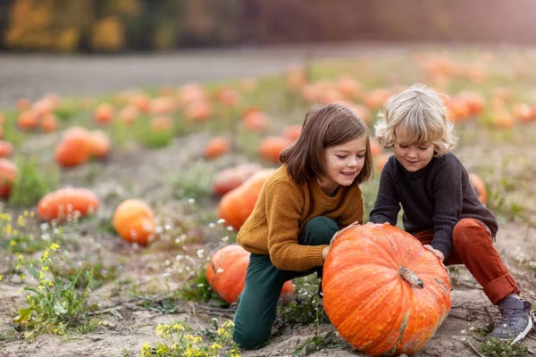 Two Little Boys Having Fun Pumpkin Patch — Stock Photo, Image