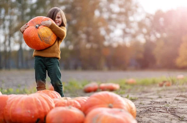 Cute Little Boy Having Fun Pumpkin Patch — Stock Photo, Image