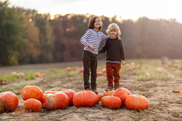 Två Små Pojkar Har Kul Pumpa Patch — Stockfoto