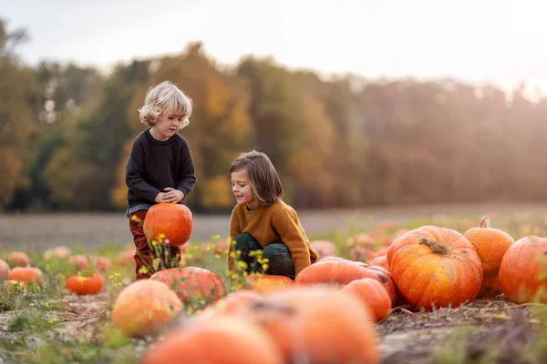 Two Little Boys Having Fun Pumpkin Patch Royalty Free Stock Images