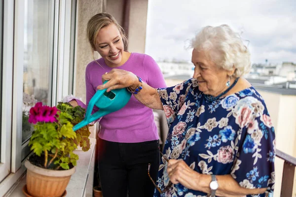 Старшая Женщина Взрослая Внучка Поливают Растения Балконе — стоковое фото