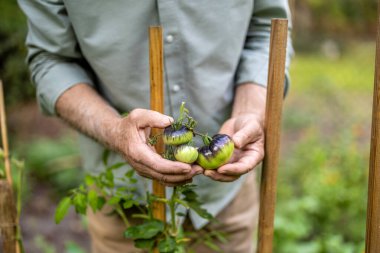 Kıdemli adam güneşli bir günde bahçesinde domates topluyor. 