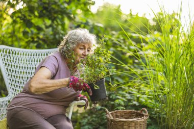 Yaşlı kadın bahçesinde otların kokusunu alıyor.
