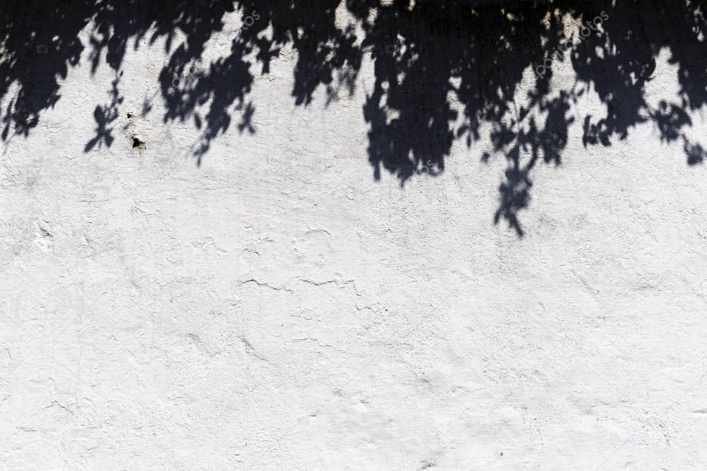 Old textured wall with the shadow of a tree