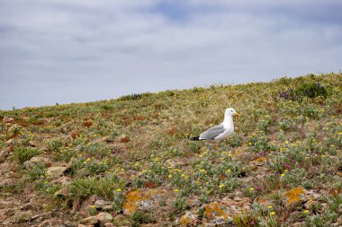 Berlengas Adaları, Portekiz - kır çiçekleriyle dolu bir alanda tek ringa martı