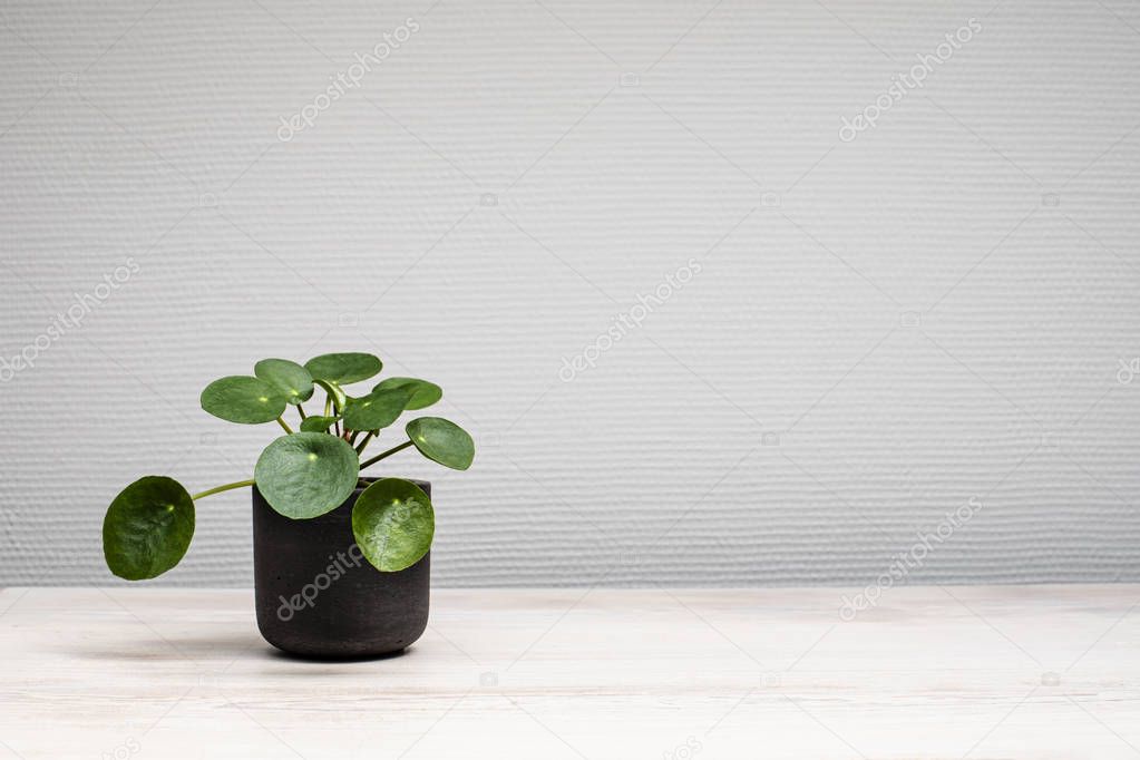 Small  green plant in a black pot on light wooden surface