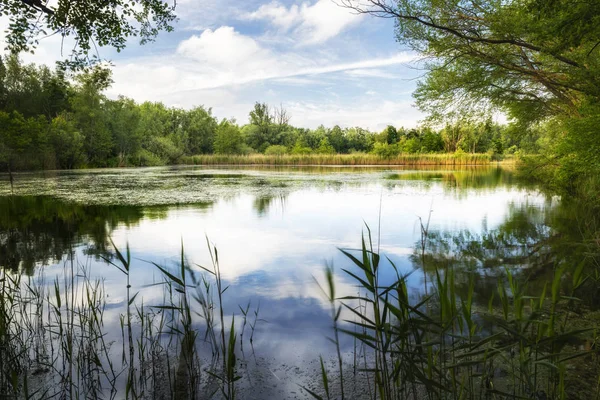 Walenhoek, Niel, Belçika: Altın saatte güzel küçük göl
