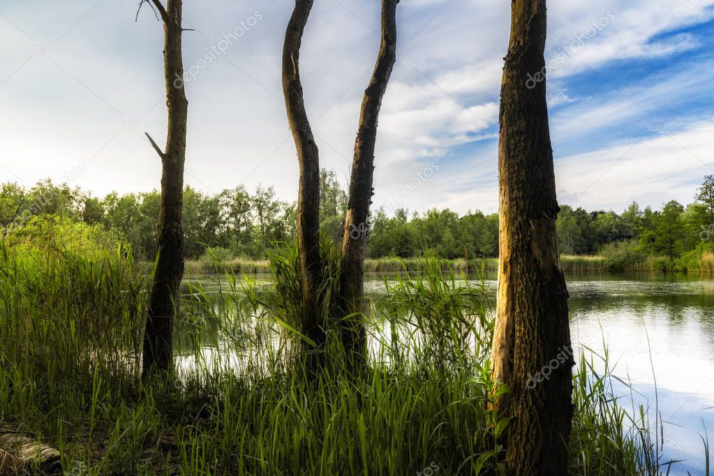 walenhoek, Niel, Belgium:  Dead trees in front of a beautiful small lake at golden hour