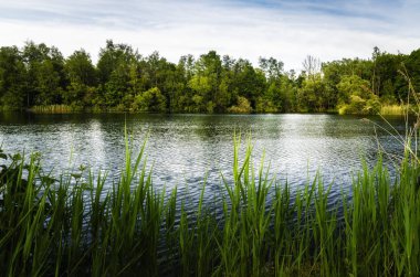 Walenhoek, Niel, Belçika: Altın saatte güzel küçük göl