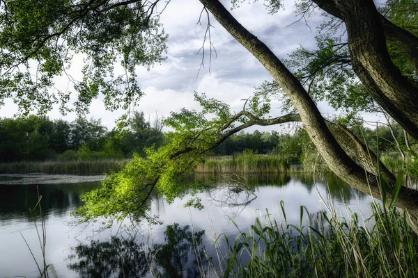 Walenhoek, Niel, Belgium:  Beautiful small lake at golden hour — Stock Photo, Image