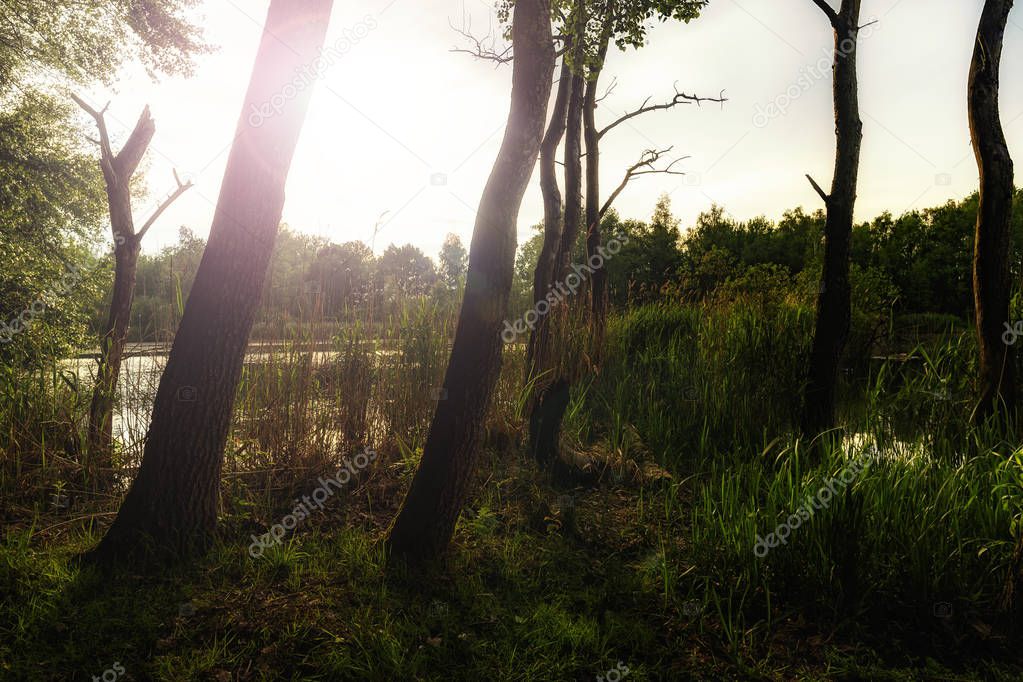 Walenhoek, Niel, Belgium:  Sun shining through the trees near  small lake at sunset