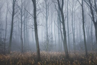 Hoboken, Belçika - Siste bir orman