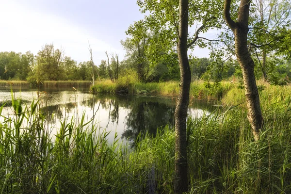 Walenhoek, Niel, Belgium:  Beautiful small lake at golden hour — Stock Photo, Image