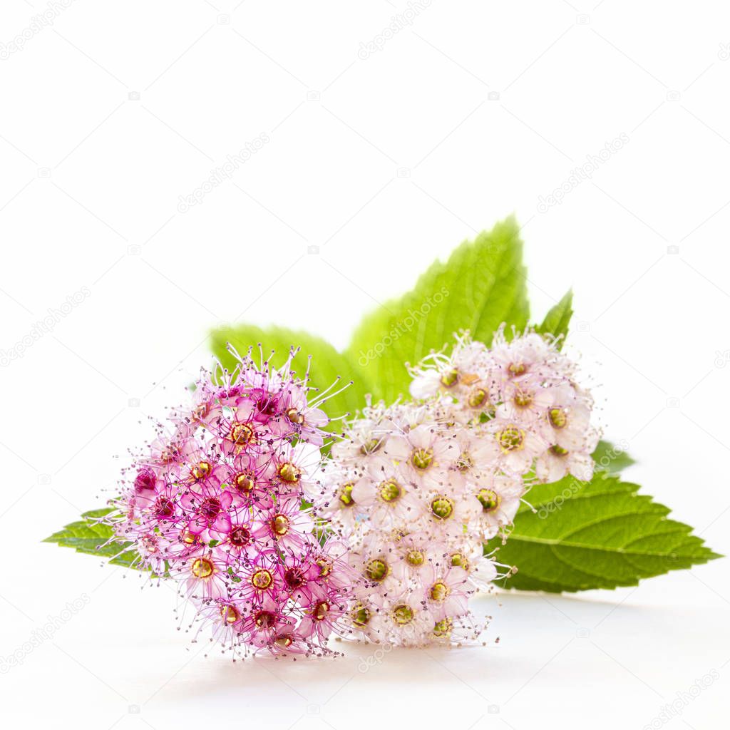 Delicatie flowers of the spiraea japonica or  Japanese spiraea on a white background