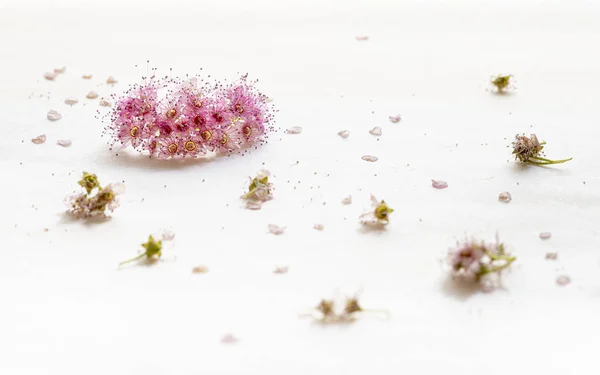 Beyaz bir arka plan üzerinde spiraea japonica veya Japon spiraea Delicatie çiçekler