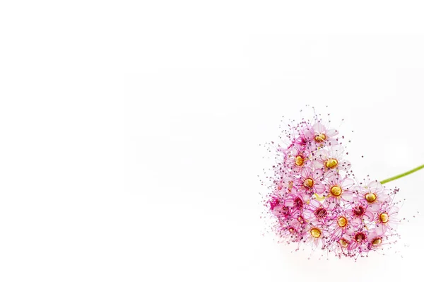 Beyaz bir arka plan üzerinde spiraea japonica veya Japon spiraea Delicatie çiçekler