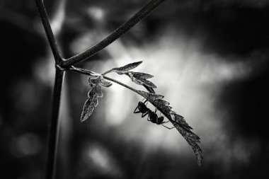 Bir yaprağın üzerinde sürünen siyah bir karıncanın siyah beyaz görüntüsü