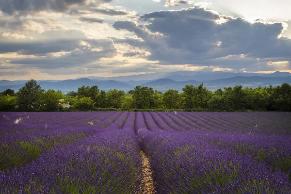 Um belo campo de lavanda francesa ao entardecer — Fotografia de Stock