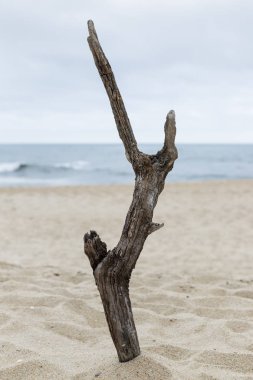 Nazare, Portekiz - sahilde dik drifwood plade bir parça