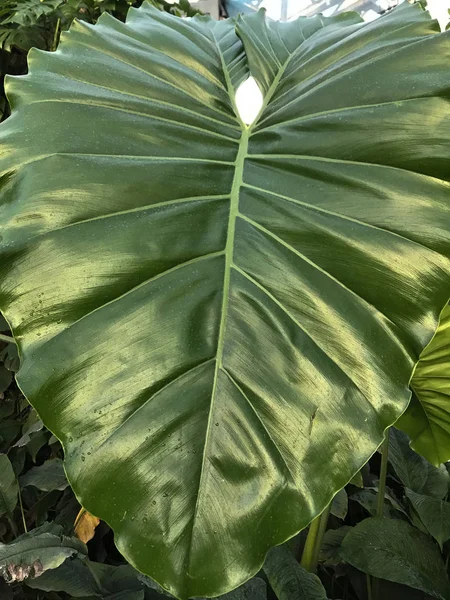 Widok z przodu ogromne palm green leaf — Zdjęcie stockowe