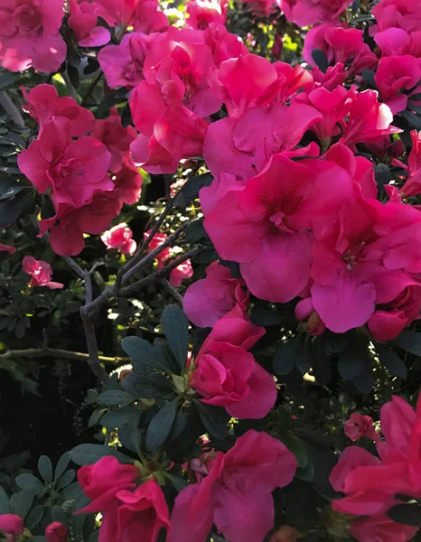 Leuchtend rosa Azaleen-Blüten im Garten — Stockfoto