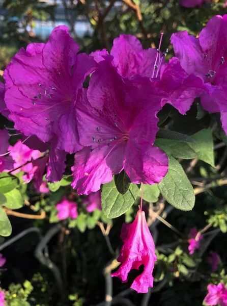 Яскраві квіти фушії кольору азалії — стокове фото