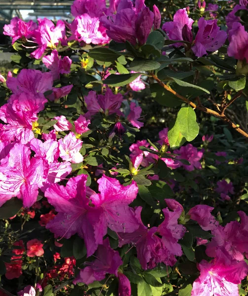 Φωτεινά φούξια χρωματισμένα λουλούδια αζαλέα — Φωτογραφία Αρχείου
