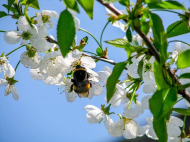 Arı ile kiraz çiçeği
