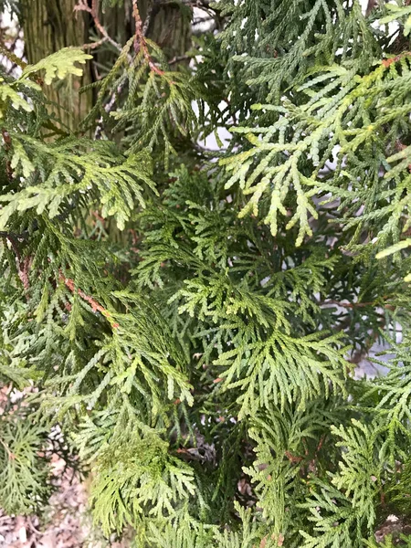 Gröna thuja trädgren närbild . — Stockfoto