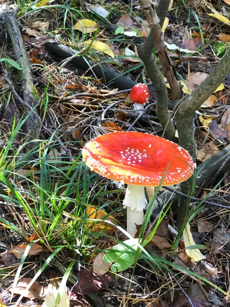 Fliegenpilz im Sommer Wald Draufsicht — Stockfoto