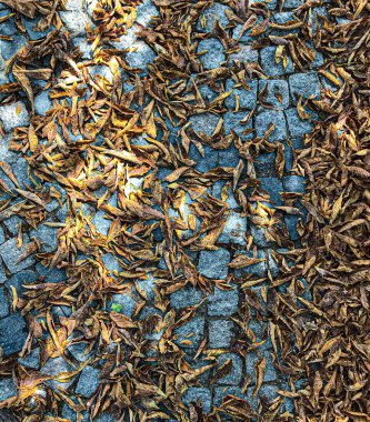 Kaldırım taşları geçit turuncu sonbahar yaprakları