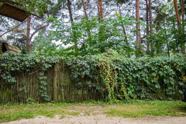 Kırsal köy Ivy ile eski günlük çit