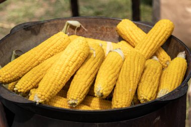 Açık ateşte büyük bir kazanda pişirilen sarı mısır. Sokak yemekleri festivali