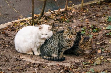 Üç evsiz kedi birbirine baskı yapıyor ve sokaktaki kanalizasyon kanalında ısınıyor..