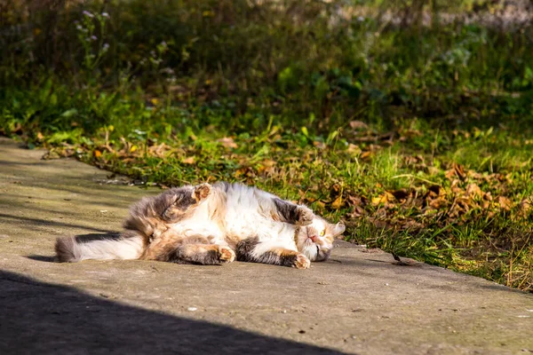 Güneşte Güneşlenen Evsiz Kedi — Stok fotoğraf