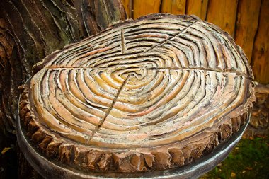 Güzel bir ağaç kesimi, yukarıdan çekilmiş..