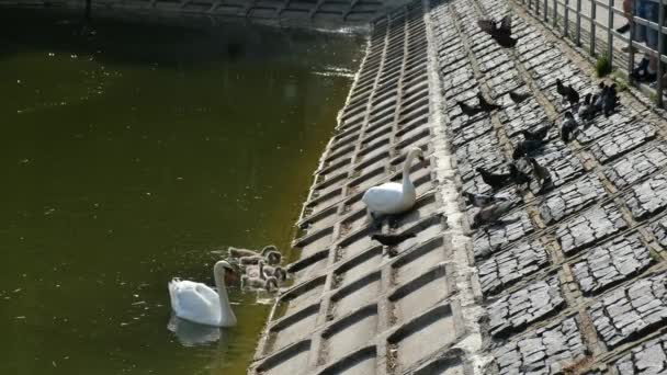 市内の池では白い白鳥2羽とチックス5羽が泳いでいる 人々はパンを食べ — ストック動画