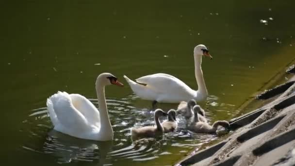 Zwei Weiße Schwäne Und Fünf Küken Schwimmen Stadtweiher Menschen Füttern — Stockvideo