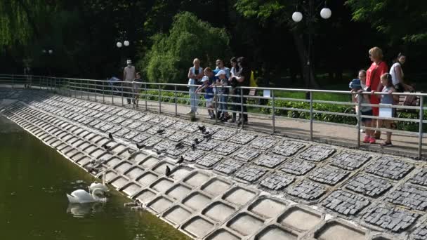 Central Park Familia Cisnes Con Polluelos Estanque Ciudad Gente Alimenta — Vídeos de Stock