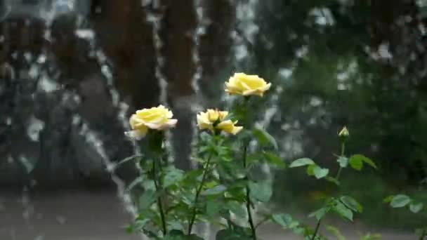 Τρία Όμορφα Κίτρινα Τριαντάφυλλα Στο Φόντο Ενός Διακοσμητικού Σιντριβανιού Στο — Αρχείο Βίντεο