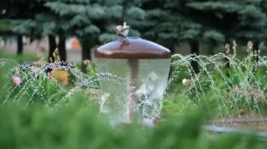 Şehir parkındaki yeşilliğin arka planında damlalar olan dekoratif mantar çeşmesi. Güvercin bir mantarın tepesinde oturarak su içer..