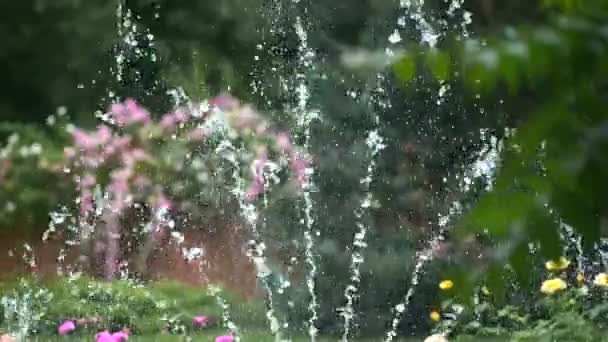 Spritzende Wassertropfen Eines Sommerbrunnens Park Gegen Einen Rosafarbenen Rosenbusch Nahaufnahme — Stockvideo