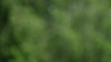 Bokeh ile soyut bir arkaplan. Yumuşak defocus güzel yeşil doğa arka planı görünür. Rüzgâr ağaçlardaki yaprakları sallar.
