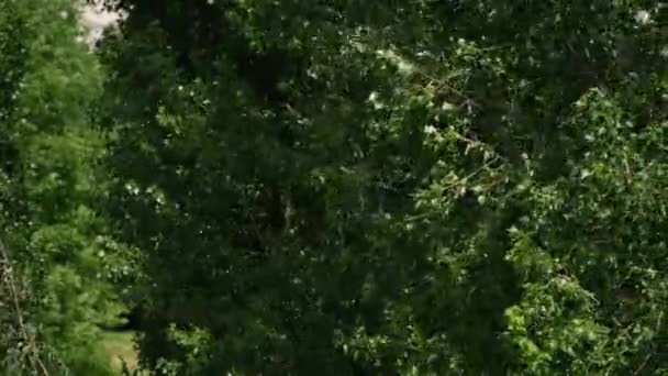 Poplar Fluff Flyger Från Träd Sommaren Från Stark Vind — Stockvideo